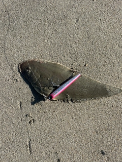 シタビラメの釣果