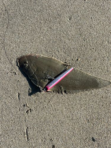 シタビラメの釣果