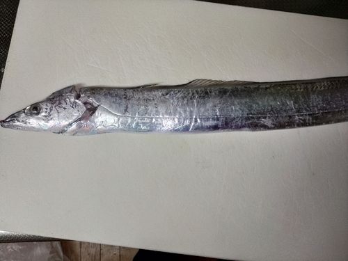 タチウオの釣果