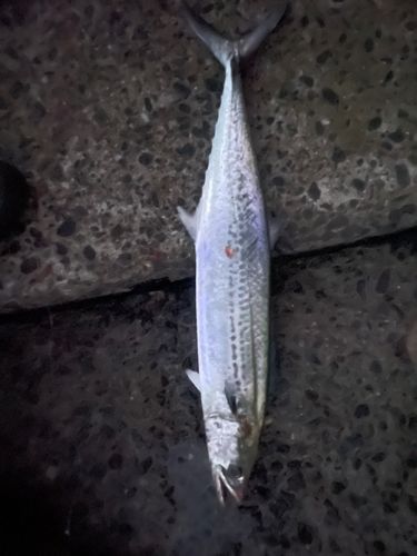 サゴシの釣果