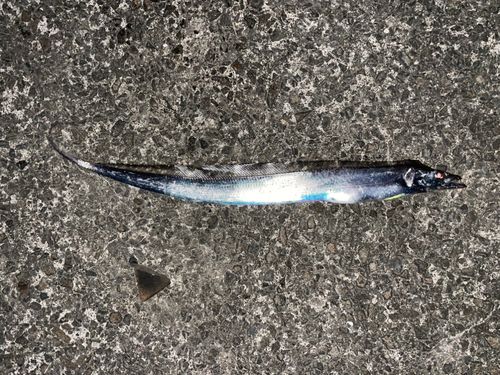 タチウオの釣果