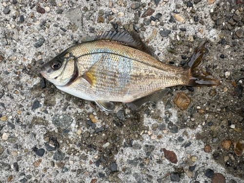 新舞子マリンパーク