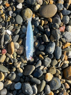 マイワシの釣果