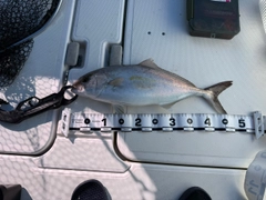 カンパチの釣果