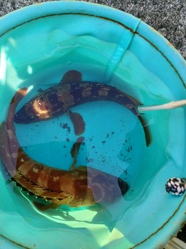 アカハタの釣果