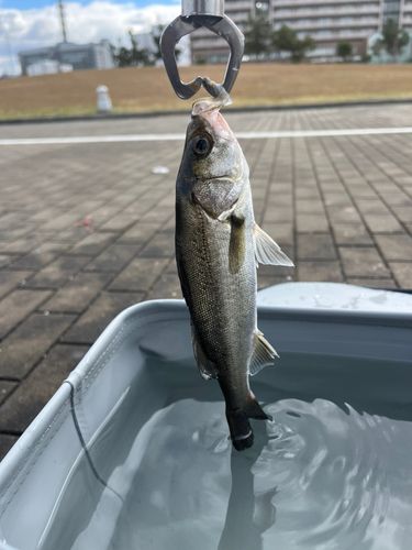 セイゴ（ヒラスズキ）の釣果