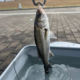 セイゴ（ヒラスズキ）