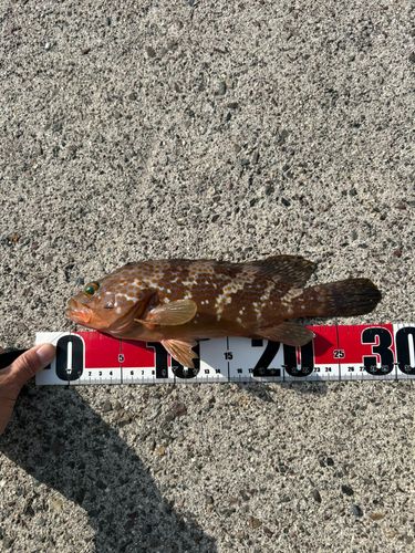 アカハタの釣果