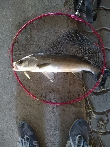 フッコ（マルスズキ）の釣果