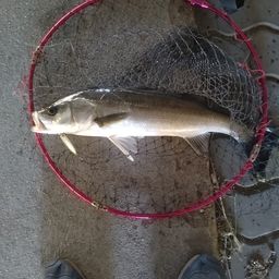 フッコ（マルスズキ）