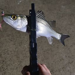 セイゴ（マルスズキ）