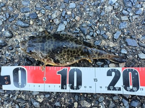 ヒガンフグの釣果