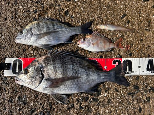 チヌの釣果
