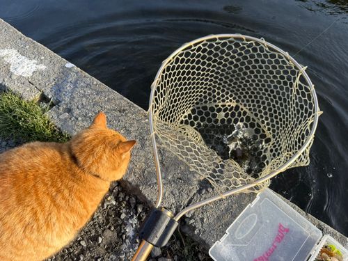 アングラーズパークキングフィッシャー