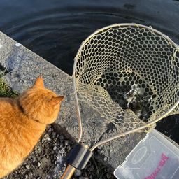 レインボートラウト