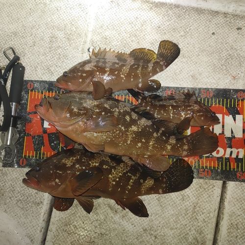 キジハタの釣果