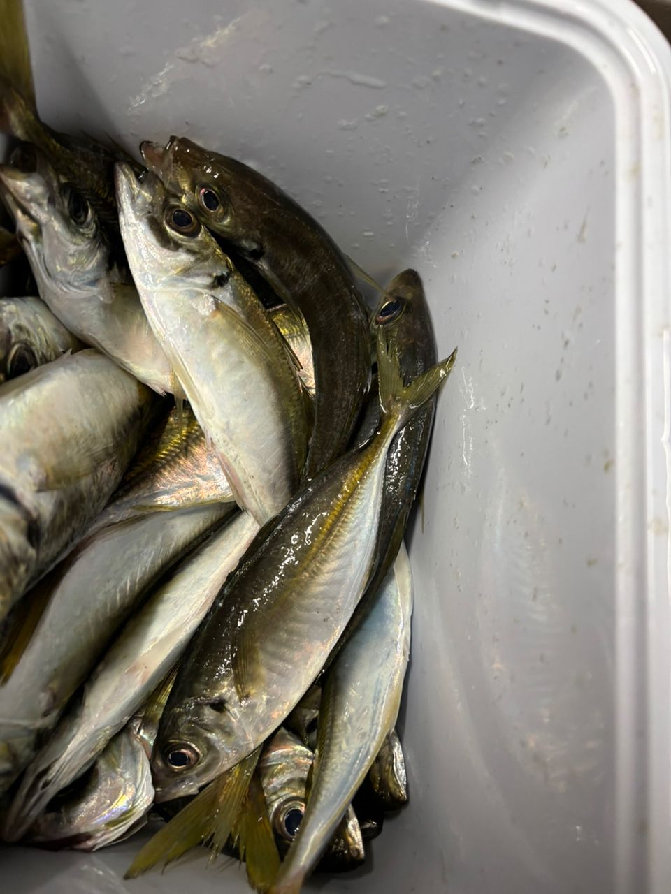 あんりゅうさんの釣果 3枚目の画像