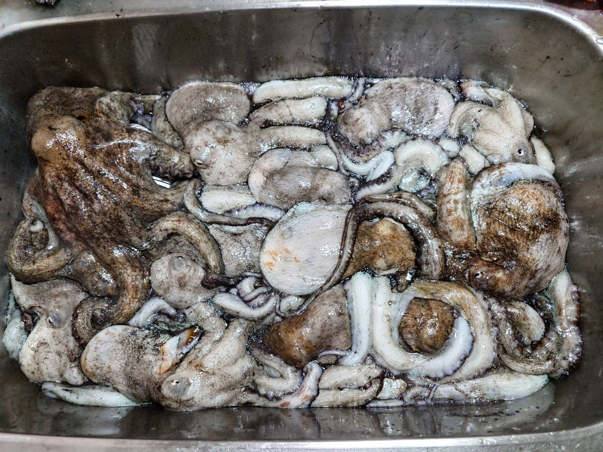 変態様さんの釣果 2枚目の画像