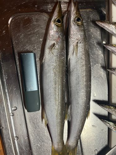 アカカマスの釣果