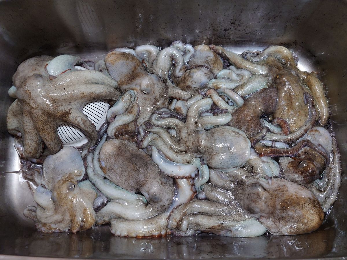 変態様さんの釣果 2枚目の画像