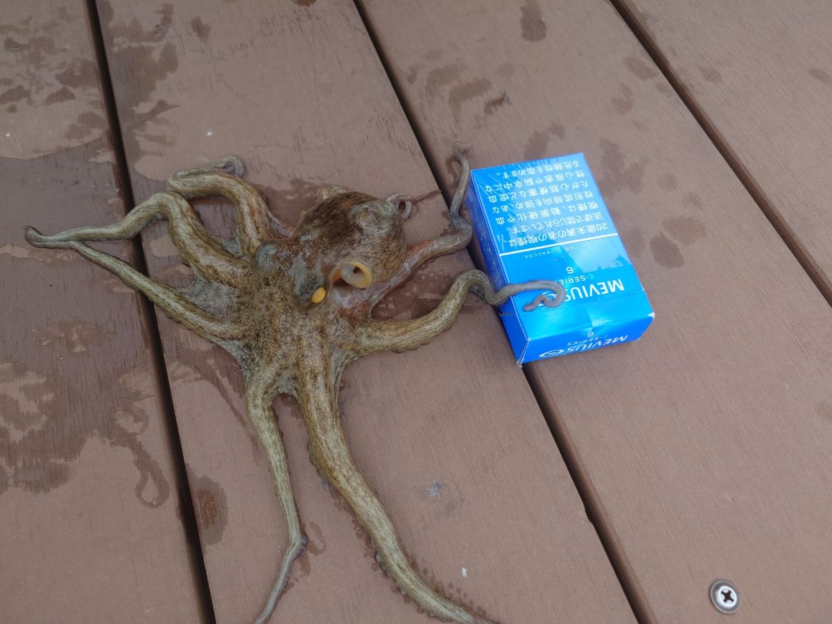 変態様さんの釣果 3枚目の画像