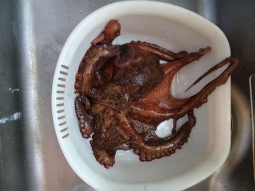 チャリコの釣果