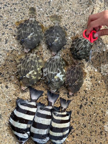 カワハギの釣果