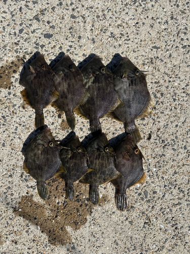 カワハギの釣果