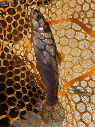 ニジマスの釣果