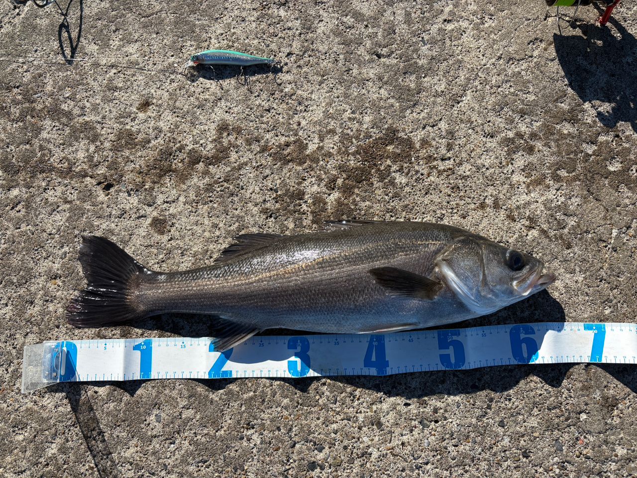 SHIMANO 19エンカウンター S106Mの最安値・インプレ・釣果 | 本音の