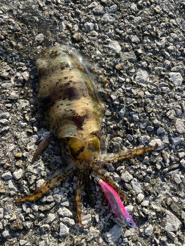 アオリイカの釣果