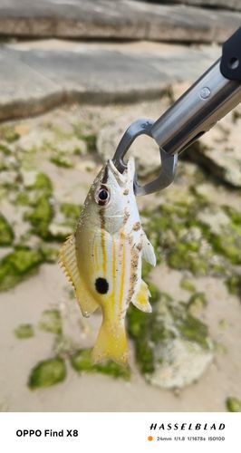 ニセクロホシフエダイの釣果