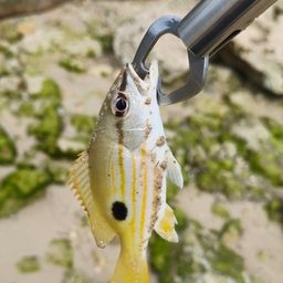 ニセクロホシフエダイ