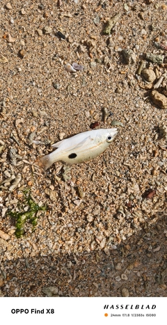 ニセクロホシフエダイの釣果