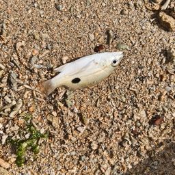 ニセクロホシフエダイ