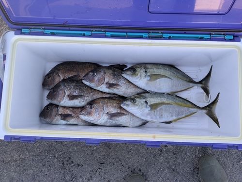 シマアジの釣果