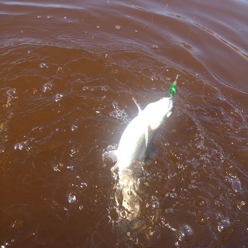 ニジマスの釣果