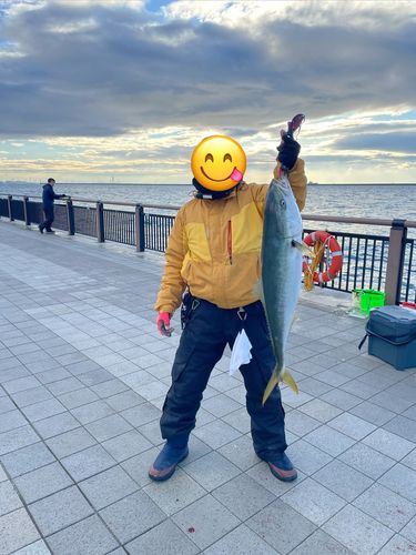 ブリの釣果