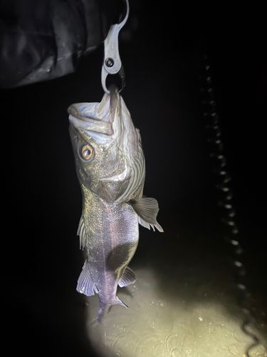 東京湾（富津〜金谷）