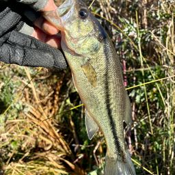 ラージマウスバス