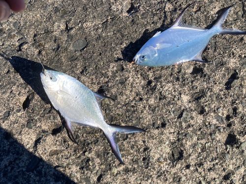 コバンアジの釣果