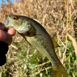 ラージマウスバス