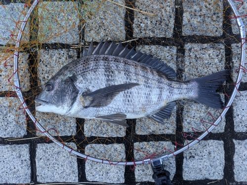 チヌの釣果