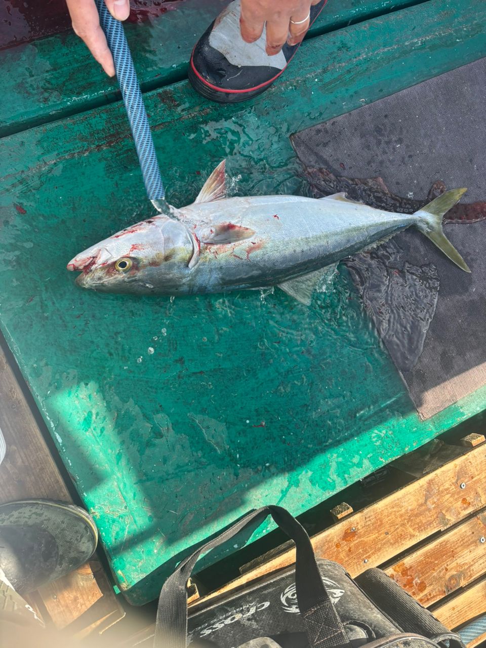 detakaさんの釣果 1枚目の画像