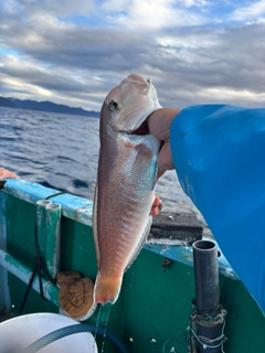 シロアマダイの釣果