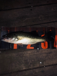 ラージマウスバスの釣果