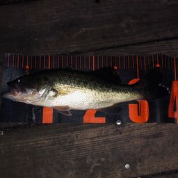 ラージマウスバス