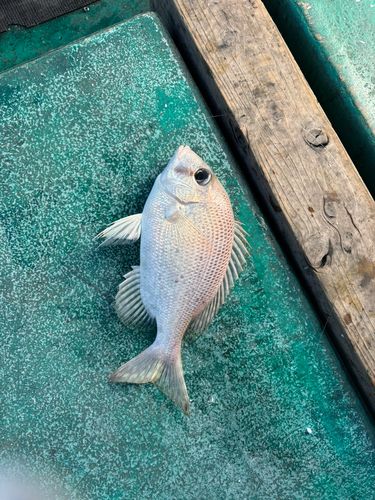 メイチダイの釣果