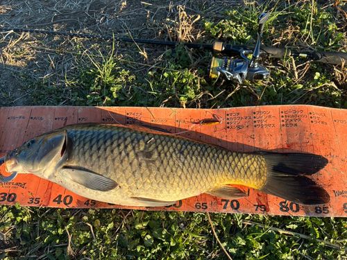 コイの釣果