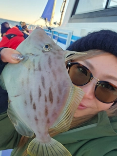 カワハギの釣果